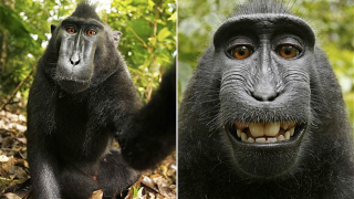 If a Monkey Steals Your Camera, Who Owns the Photos?